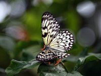Tree Nymph Butterfly
